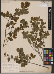 Foto von Salix aurita L.